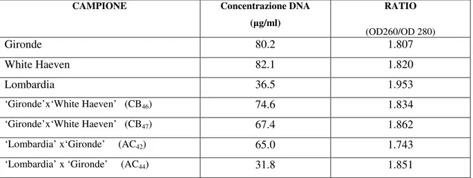 Tab.  5.4:  Concentrazione  del  DNA  estratto  dai  parentali  e  dagli  ipotetici  ibridi  ottenuti  mediante lettura allo spettrofotometro