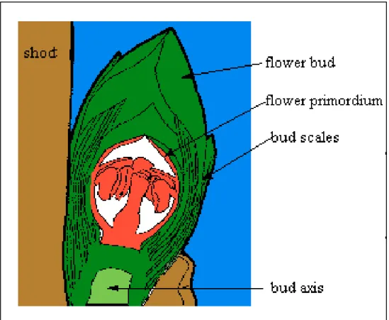 Figura 1.9: rappresentazione schematica di una gemma fiorale di una pianta arborea. 