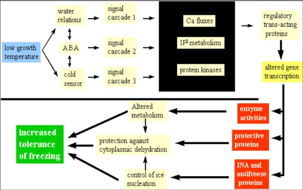 Figura 1.12: modello dei processi coinvolti nella cascata dei segnali, responsabile dell’acclimatazione e 