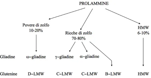 Figura 5. Classificazione delle prolammine sulla base del contenuto di zolfo. 