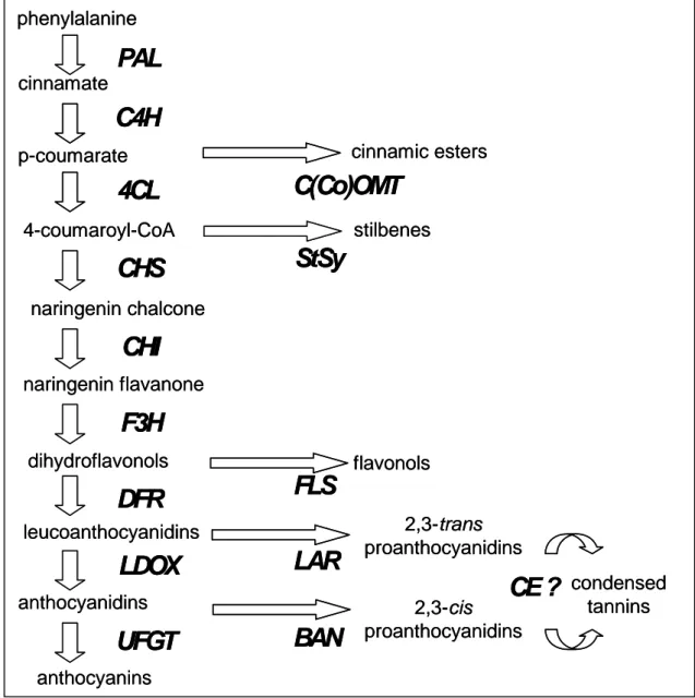 Figura 36. Schema della principale via biosintetica dei flavonoidi nell’uva, con gli enzimi chiave  PAL (fenilalanina-ammoniaca liasi), CHS (calcone sintasi), Stsy (stilbene sintasi)