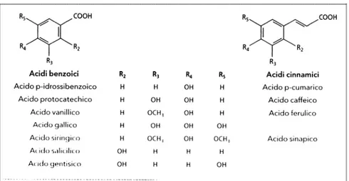 Figura 37. Gli acidi fenolici delle uve e dei vini (Riberau-Gayon et al. 1998) 