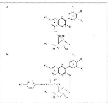 Figura 39. Struttura: a) degli antociani-3-monoglucosidi; b) degli antociani-3-monoglucosidi acilati  dall’acido p-cumarico sulla posizione 5 del glucosio (per il significato di R′ 3  e R′ 5  vedere fig  ) 