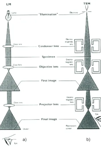 Figura 3.11: Similitudine tra microscopio ottico a) e in trasmissione b)