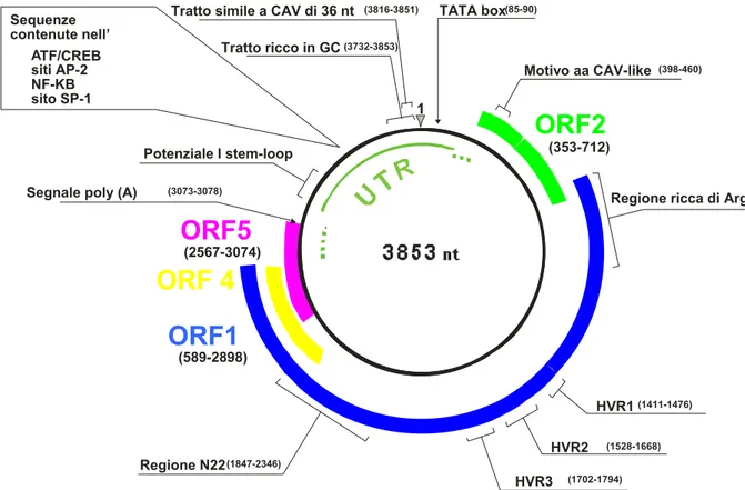 Figura I.4: Organizzazione genomica di TTV. E’ mostrato il DNA a 