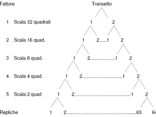 Figura  5.  Disegno  sperimentale  comprendente  i  5  fattori  random,  ovvero  cinque  scale  spaziali all’interno di ogni transetto