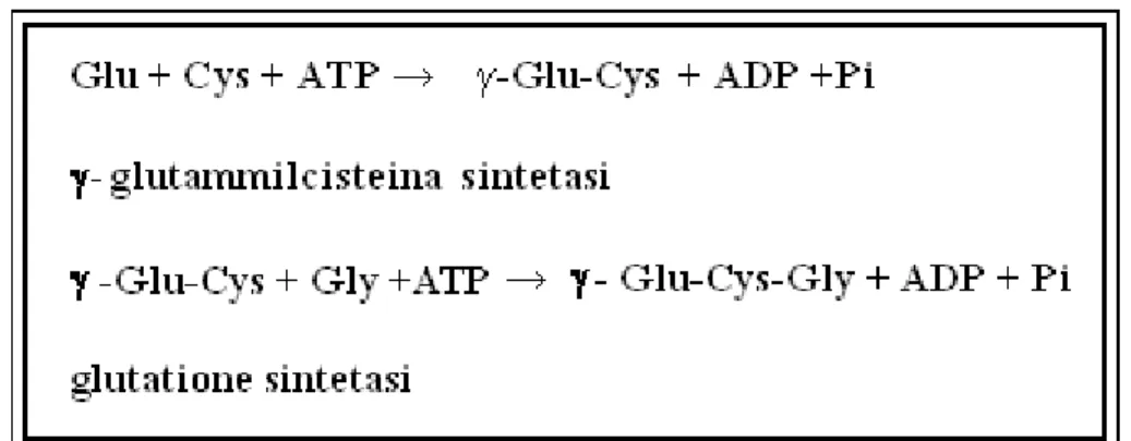 Figura 1.9: Schema delle reazioni che sono alla base della formazione del glutatione.
