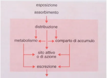 Figura 1.1: Schema generale del destino di un composto chimico in un sistema biologico (singola cellula o intero organismo).