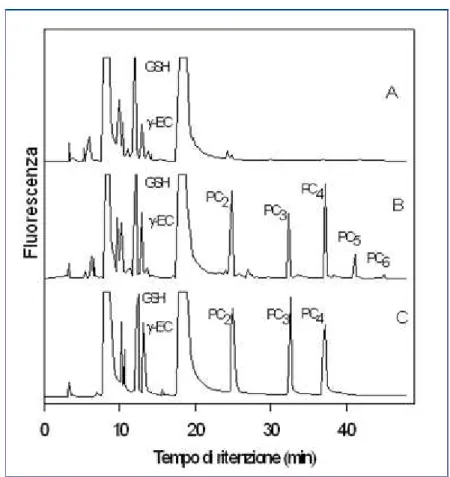 Figura 2.1: Cromatogrammi relativi alla cromatografia ad alto rendimento (HPLC) di tioli non proteici in estratti cellulari ottenuti da colture di P