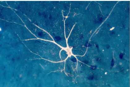 Figura 1.12 Neurone in crescita in una coltura cellulare 