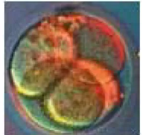Figura 1.13 Embrione 