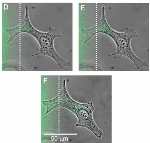 Figura 1.8 Colorazione dei mitocondri in una cellula endoteliale bovina  dopo 5, 11, 35 minuti di trattamento 