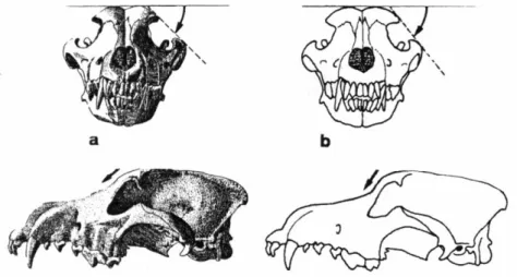 Figura 1.5.1: Cranio di a) lupo e b) di cane. 