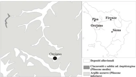 Fig. n. 7. Carata geologica di Orciano (Pisa). (modificato da Lazzarotto  et al., 1990) 