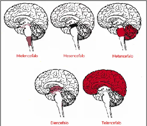 Figura 1.1 I 5 distretti dell’encefalo 