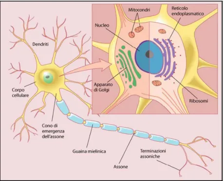 Figura 1.2 Principali componenti di un neurone 