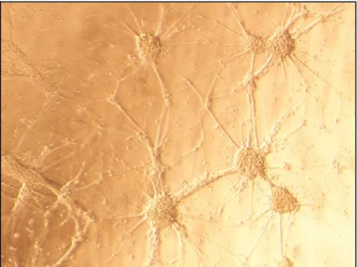 Figura 2.1  Esempio di rete neurale in vitro da noi realizzata 