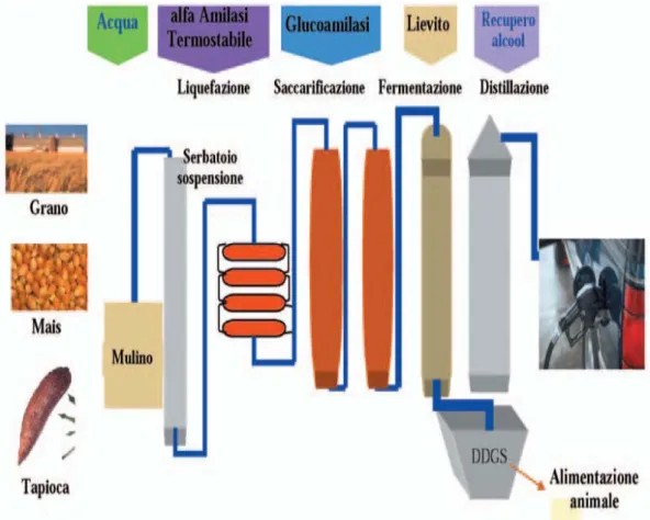 Figura 1: Schema del processo dry milling (fonte  www.enea.it ). 