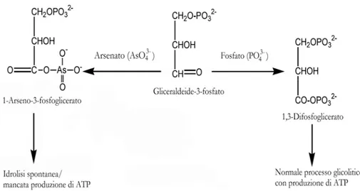 Figura 1.15  Inibizione da parte dello ione arsenato sulla fosforilazione a livello del 