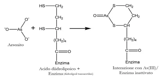 Figura 1.16  Azione tossica dell'arsenico trivalente nei confronti dell'attività dell'enzima  diidrolipoil transacetilasi del complesso della Piruvato deidrogenasi