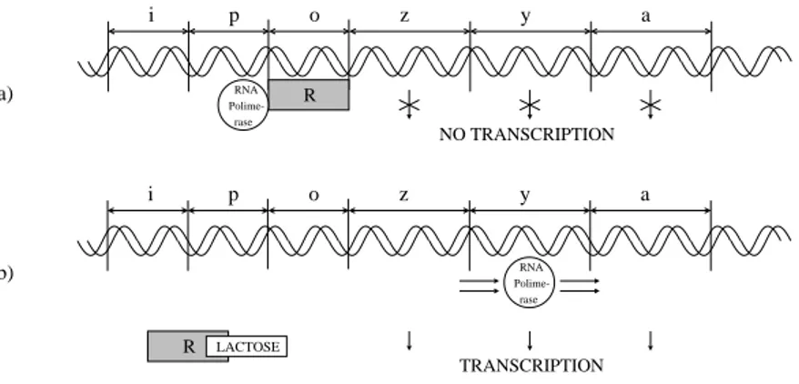 Figure 3.8: The regulation process. In the absence of lactose (case a) the lac Repressor binds to gene o and precludes the RNA polymerase from transcribing genes z,y and a
