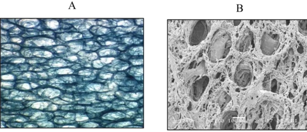Figura 9. a) fotografia acquisita allo stereo-microscopio (I.O. 60X) e b) al SEM della  superficie luminale di una protesi vascolare