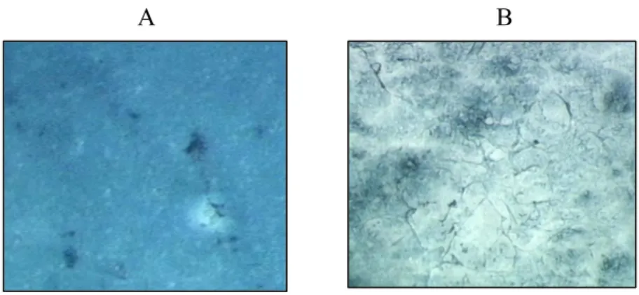 Figura 2.  Fotografie acquisite allo stereo-microscopio (O.M. 60X), in seguito a  colorazione con Nero Sudan, di campioni in PEtU-PDMS ottenuti mediante le  metodologie A) casting e B) spray