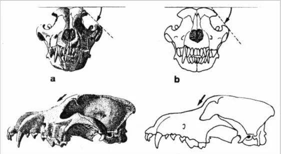 Figura 1.3 Rappresentazione del cranio di lupo (a) e del cranio di cane (b).