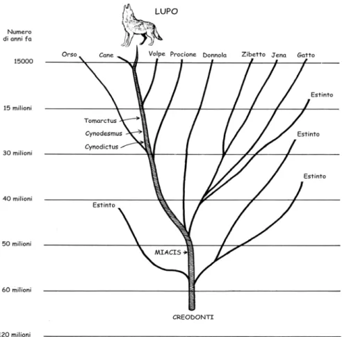 Figura 1.1 Evoluzione del lupo.