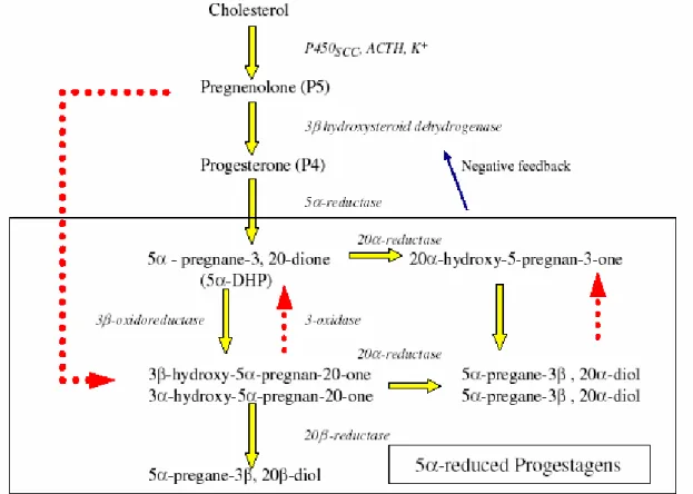 Fig. 3: Trasformazione metabolica del colesterolo in progestageni operata dall’unità  feto-placentare durante la gravidanza