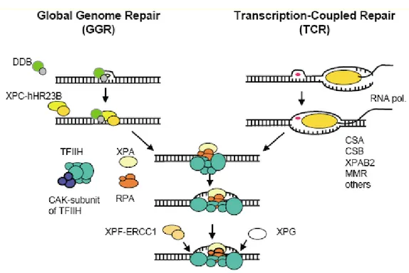Figure 4 NER in mammalian cells. The damage recognition step is different for GGR and TCR