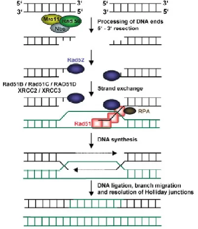 Figure 6 Homologous recombination repair pathway (Modified from Christmann et al, 2003).