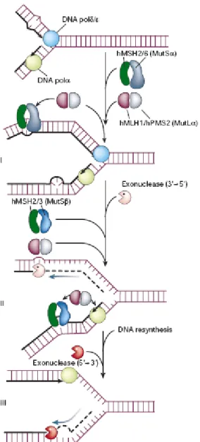 Figure 8 Mismatch repair pathway (Modified from Hoeijmakers, 2001).