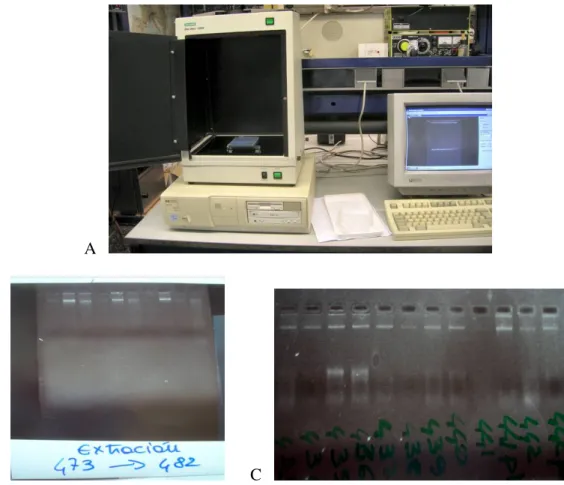 Fig. 2.3   (A) trans-illuminatore a luce ultravioletta collegato al pc; (B-C) Esempi di visualizzazione  al  transilluminatore di campioni di Genova e Palermo