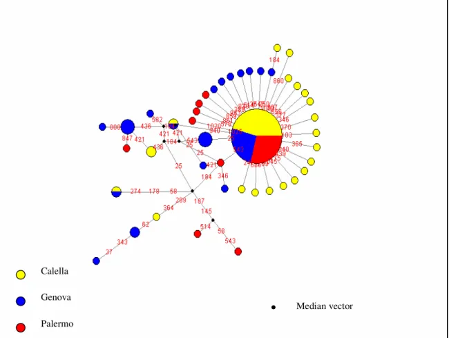 Fig 3.4. Network degli aplotipi  del gene COI+16S rilevati in 141 individui di A. antennatus ottenuto con  la tecnica del median-joining 