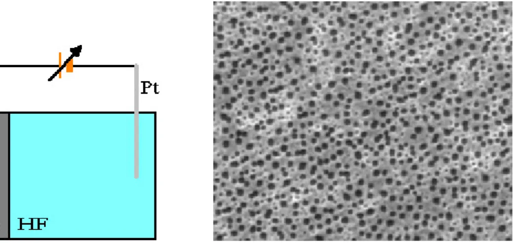 fig. 2.1. Schematizzazione del sistema elettrochimico alla base della  formazione del silicio poroso (a sinistra) e vista dall'alto di uno strato  di silicio poroso (a destra)