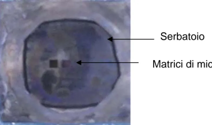 fig. 3.22 Campione dopo il KOH BACK 