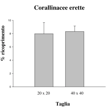 Fig. 3.7. Percentuale di ricoprimento (media + ES) delle Corallinacee erette per ciascuna delle due taglie al 