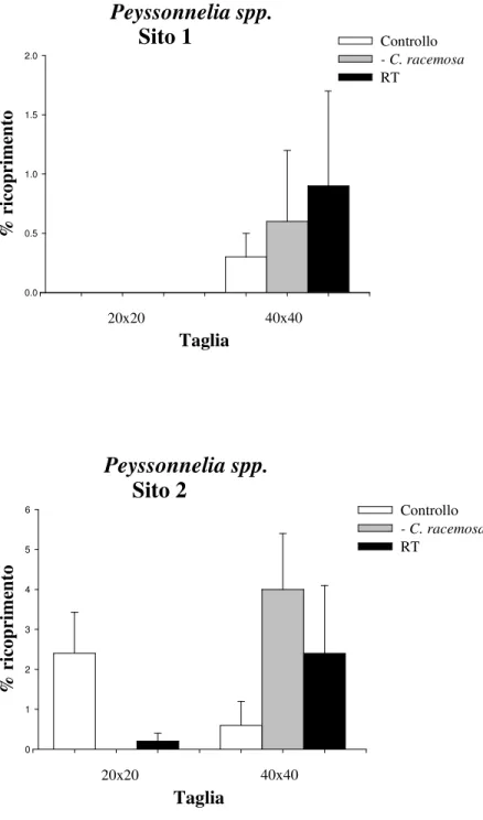 Fig.  3.10.  Percentuale  di  ricoprimento  (media  +  ES)  di  Peyssonnelia  spp.  per  ognuna  delle  due  taglie  e 