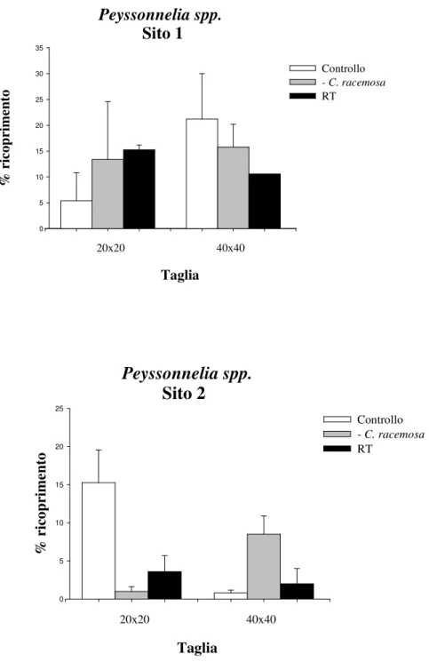 Fig.  3.4.  Percentuale  di  ricoprimento  (media  +  ES)  di  Peyssonnelia  spp.  per  ognuna  delle  due  taglie  e 