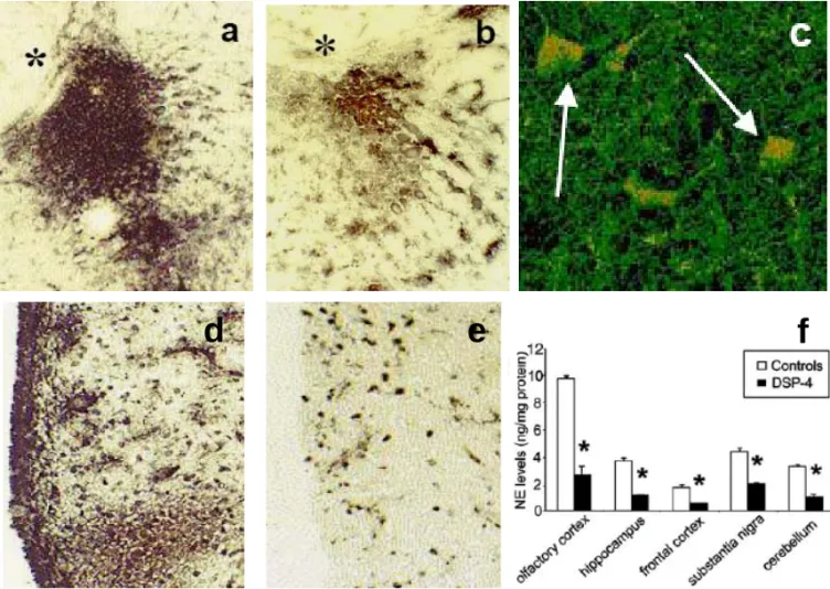 Fig. 1. Analisi degli effetti morfologici e biochimici indotti da DSP-4 sul LC e le aree cerebrali da esso innervate