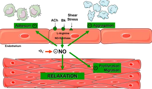 Figure 2 - Protective effect of the endothelium on vascular wall. NO: nitric oxide; •O2-: oxygen  free radical; Ach: acetylcholine; BK: bradykinin 