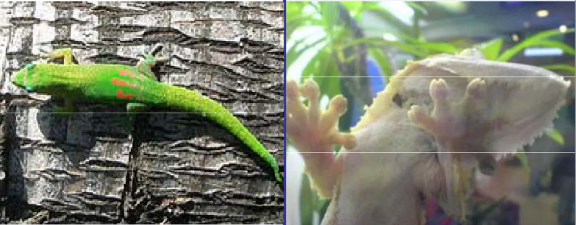 Figure 1: Van der Waals forces exerted among thousand cilia in the gecko’s feet and the wall  allow the little animal to climb vertical walls