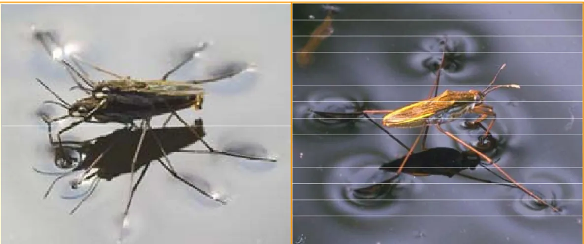 Figure 2: Surface tension allows insect to walk on water.  Electrostatic forces 