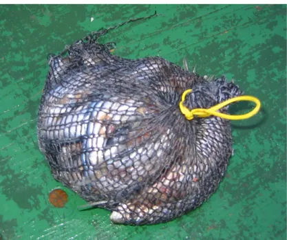 Fig. 3.2.3 – Sacchetto con sardine salate utilizzato per innescare le nasse   per la pesca di P