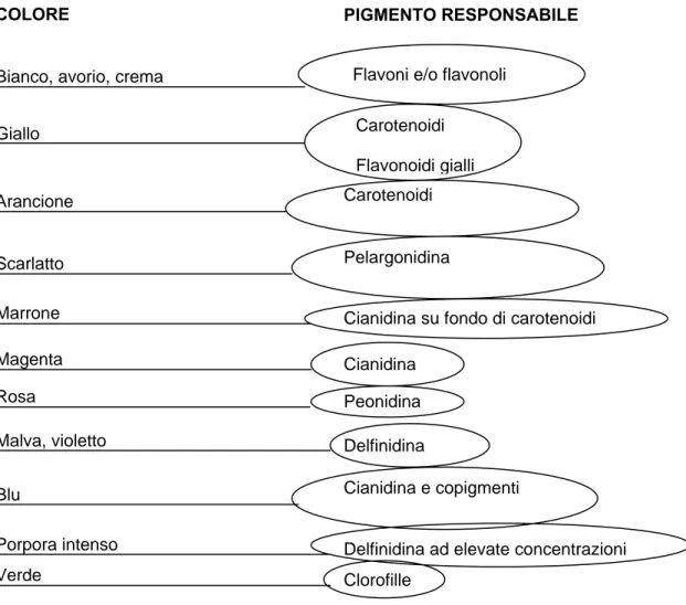 Fig 3 - Basi chimiche del colore dei fiori nelle angiosperme (da “I composti fenolici di interesse  biologico, http://members.xoom.virgilio.it/alberto_chim/Fenoli.pdf ) 