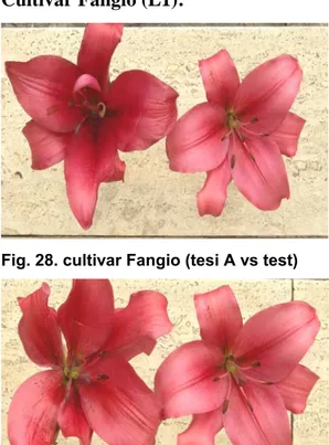 Fig. 28. cultivar Fangio (tesi A vs test)                   Fig. 29. cultivar Fangio (tesi B vs test)