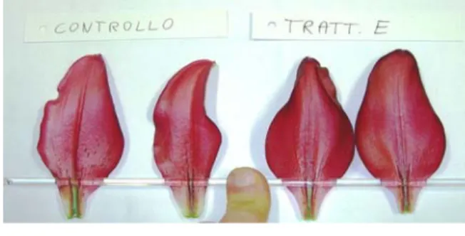 Fig. 32 particolare petali cultivar Fangio             Fig 33 particolare petali cultivar Fangio  (tesi B vs test)                                                      (tesi E vs test) 