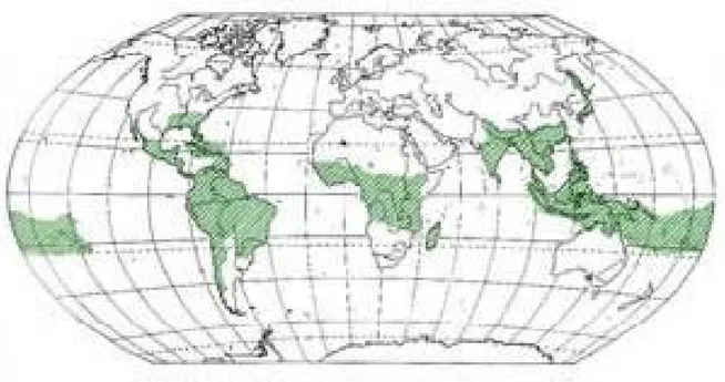 fig. 2.3 distribuzione del bambù