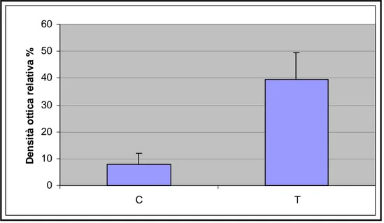 Figura 4.18 Analisi densitometrica delle bande immunoreattive  di 4 esperimenti  analoghi a quello riportato in Figura 4.17
